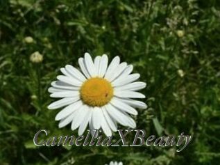 Camellia_XBeauty
