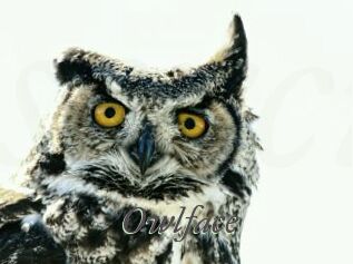 Owlface