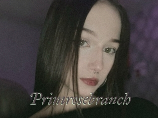 Primrosebranch